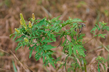 Ambrosia artemisiifolia dangerous allergenic plant which causing strong allergy summer and autumn. Ragweed blooming bushes. Dangerous weed flower hay fever. Flowering plant on field selective focus