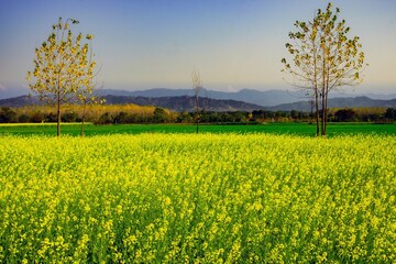Beautiful shot of a blooming mustard wildflower field in Nangal, Punjab, India
