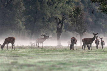 Naklejka na ściany i meble Roaring in the fog, red deer male with females (Cervus elaphus)