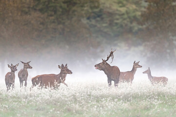 Wrapped by fog at sunrise, deer male and females in the wild (Cervus elaphus)