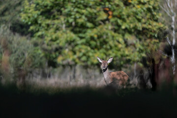 Red deer female in the grass (Cervus elaphus)