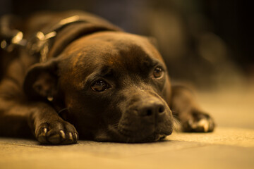 Portrait of a staffordshire terrier dog