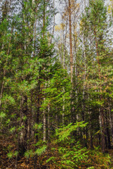 forest in the morning