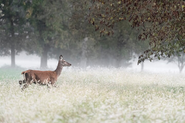 Wrapped by fog, fine art portrait of Red deer female (Cervus elaphus)