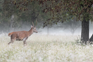 The foggy forest, fine art portrait of young deer male (Cervus elaphus)