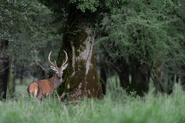 Wild Alps, red deer male in the forest at dusk (Cervus elaphus)