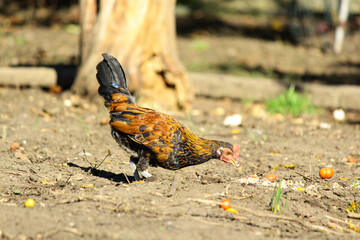 Domestic chickens on a poultry farm in Italy.