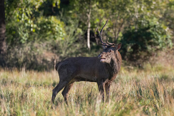 The broken horn, Red deer male after challenge in the rutting season (Cervus elaphus)