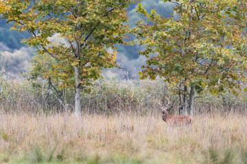 Deer male at the edge of the reeds (Cervus elaphus)