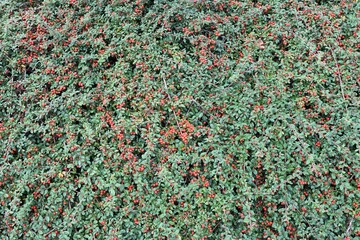 Nice cotoneaster wallpaer texture