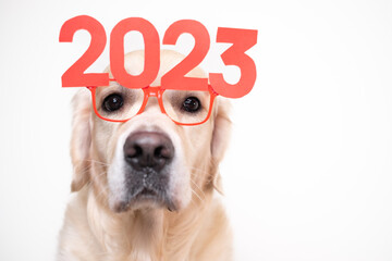 Dog in glasses 2023 for the new year. Golden Retriever for Christmas sitting on a white background with red glasses. Postcard with space for text for the new year with a pet.