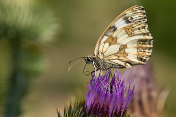 Swallowtail butterfly on a purple flower