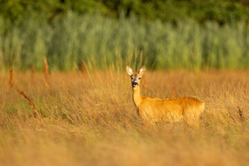 Roe deer (Capreolus capreolus) , standing on a meadow.