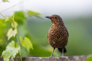 Common starling (Sturnus vulgaris) sitting on a wooden post on vines