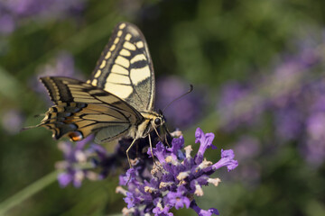 Swallowtail butterfly on a purple flower