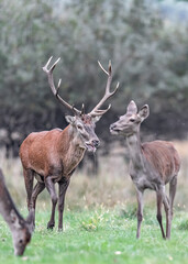 Fototapeta premium Vertical portrait of red deer male with female (Cervus elaphus)