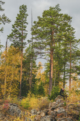 Fototapeta premium forest in autumn