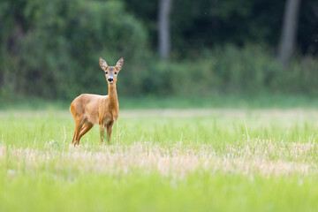 Roe deer (Capreolus capreolus) , standing on a meadow.