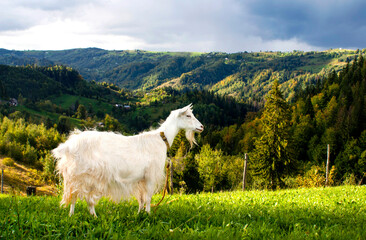 Fototapeta premium A white goat stands on a hillside against the backdrop of the Carpathian mountains on a sunny autumn day