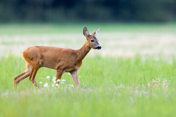 Roe deer (Capreolus capreolus) , standing on a meadow.