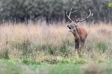 The rutting season, face to face with a majestic stag (Cervus elaphus)