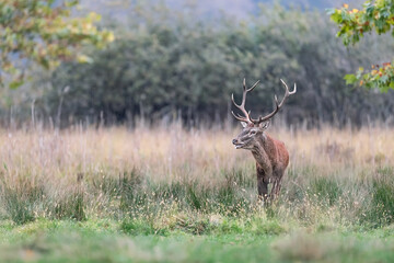 Under the rain, fine art portrait of Red deer male (Cervus elaphus)
