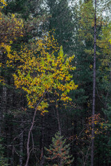 Fototapeta premium autumn in the woods