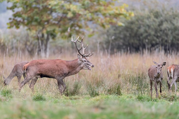 Deer male at the edge of the reeds (Cervus elaphus)