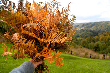 Bouquet of different shades of fern in female hands against the backdrop of mountains and forests in the Ukrainian Carpathians in autumn