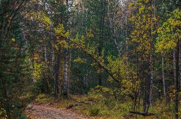 autumn forest background