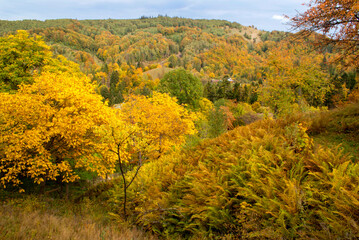 A beautiful view of the autumn trees and the forest in the distance, as well as dense thickets of ferns on a sunny day in the Ukrainian Carpathians