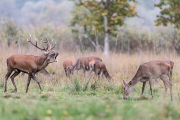 Obraz premium The rutting season, massive deer male with females (Cervus elaphus)