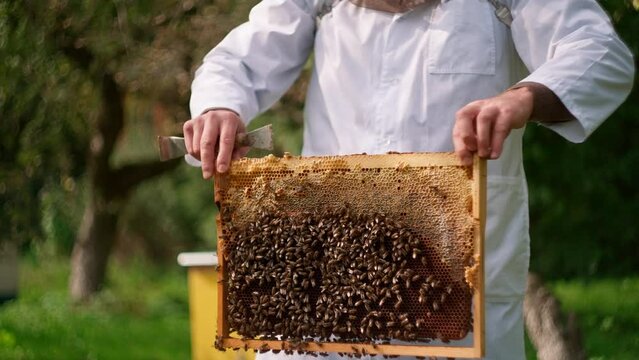 The beekeeper takes out honey combs from the beehive. Bees are flying around.