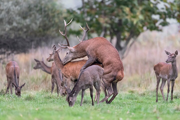 The rutting season, deer in love (Cervus elaphus)