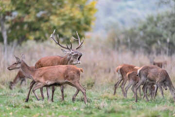 The rutting season, majestic male with females in the meadow (Cervus elaphus)