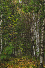 forest in autumn