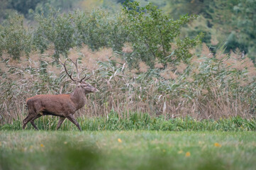 At the edge of the reeds, the red deer male (Cervus elaphus)