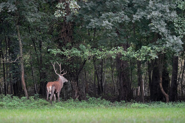 Red deer male in the woods (Cervus elaphus)