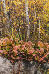 autumn in the forest