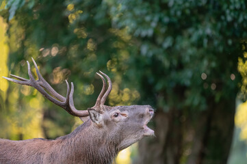 The roar, majestic deer male in the rutting season (Cervus elaphus)