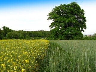 Detached green oak in a canola field,
A listed oak in a rape field near Franzensbad,