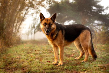 Adorable German shepherd standing in the grass