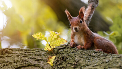 Animal wildlife background -  Sweet cute red squirrel ( sciurus vulgaris ) lies on branch of oak...