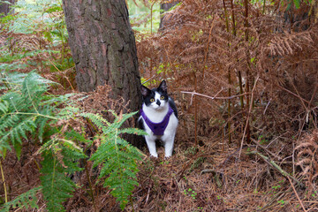 Pretty black and white cat in harness and on lead  enjoying a walk out in the English countryside in woodlands, being an adventure cat is such fun. 