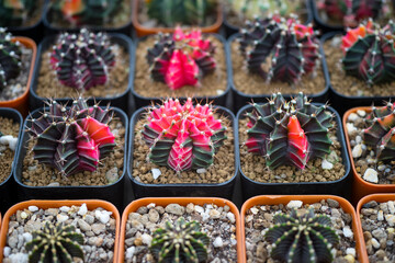 Beatiful closeup cactus in garden