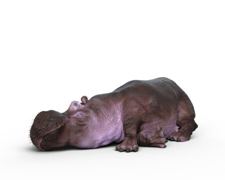 3D resting of a Hippopotamus resting isolated on a transparent background.