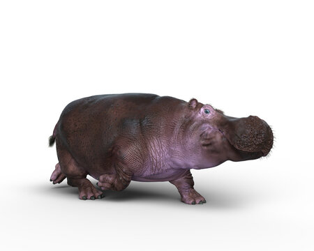 3D rendering of a Hippopotamus running isolated on a transparent background.