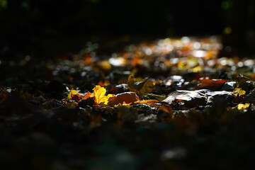 leaves. carpet of dry leaves in an obscure light. detail.