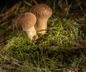 Common puffball mushroom - Lycoperdon perlatum - growing in green moss in the autumn forest