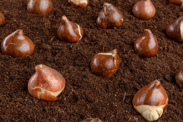 Tulip bulbs close up background. Tulips planting and gardening still life concept.